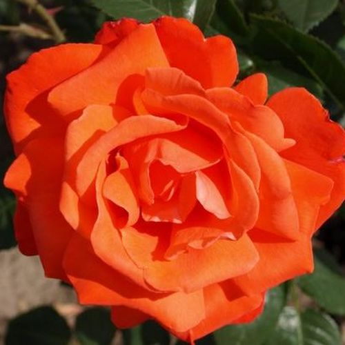 E-commerce, vendita, rose, in, vaso rose ibridi di tea - arancione - Rosa Alexander™ - rosa dal profumo discreto - Harkness & Co. Ltd - ,-